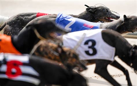 Irish Greyhound Derby 2024 dates, schedule, results and betting